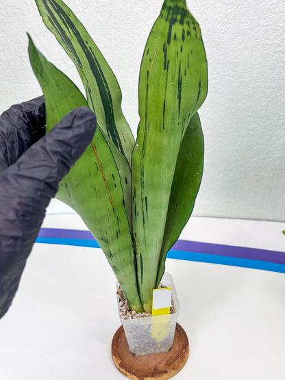 Sansevieria Brazilian Moonshine (y) | Imported Plants