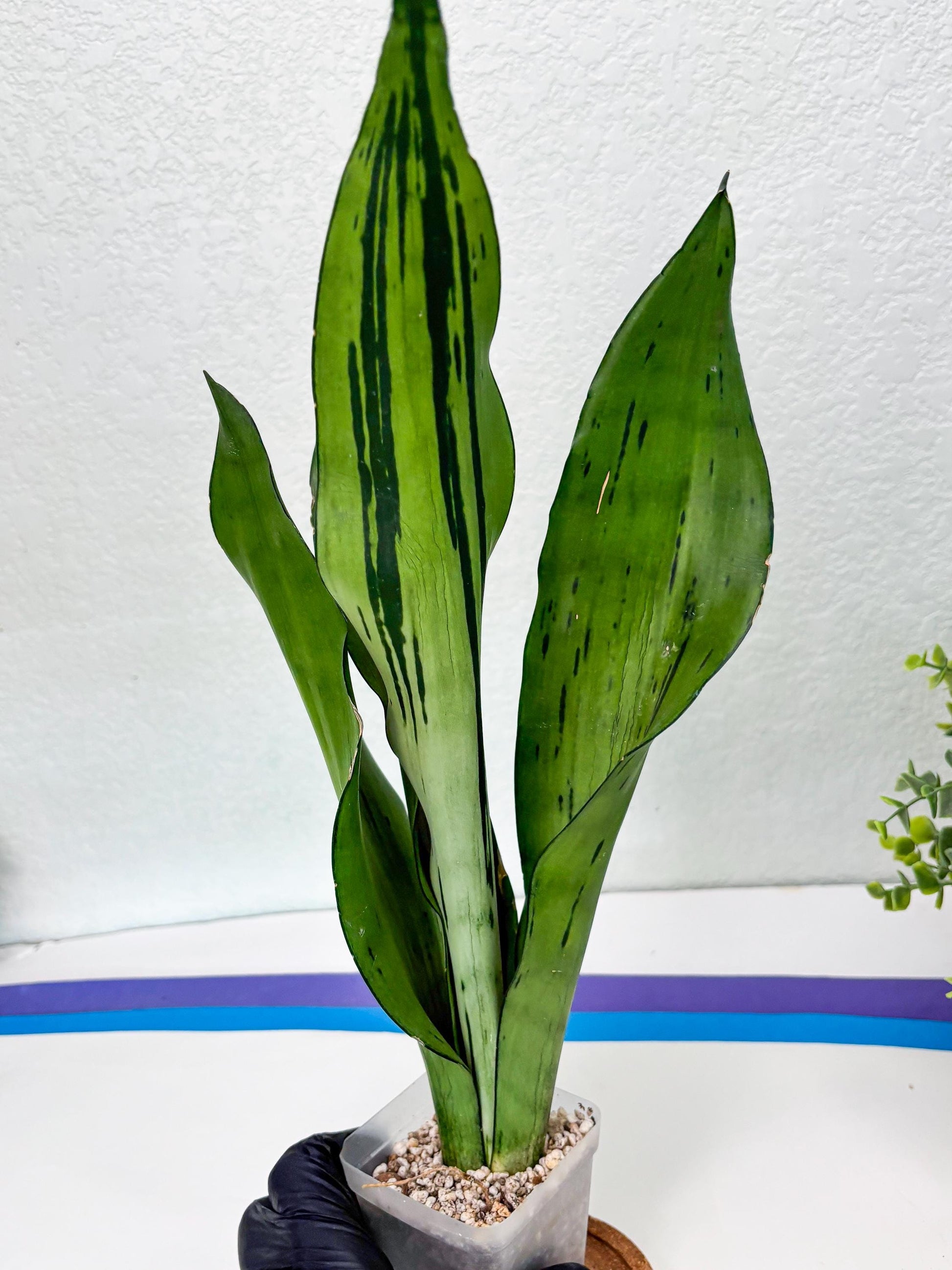Sansevieria Brazilian Moonshine (y) | Imported Plants