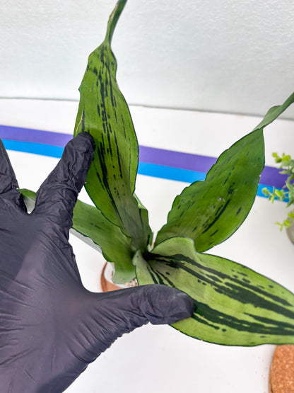 Sansevieria Brazilian Moonshine (y) | Imported Plants
