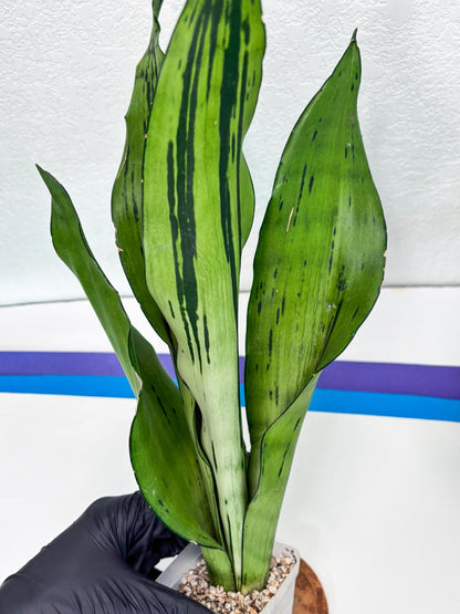 Sansevieria Brazilian Moonshine (y) | Imported Plants