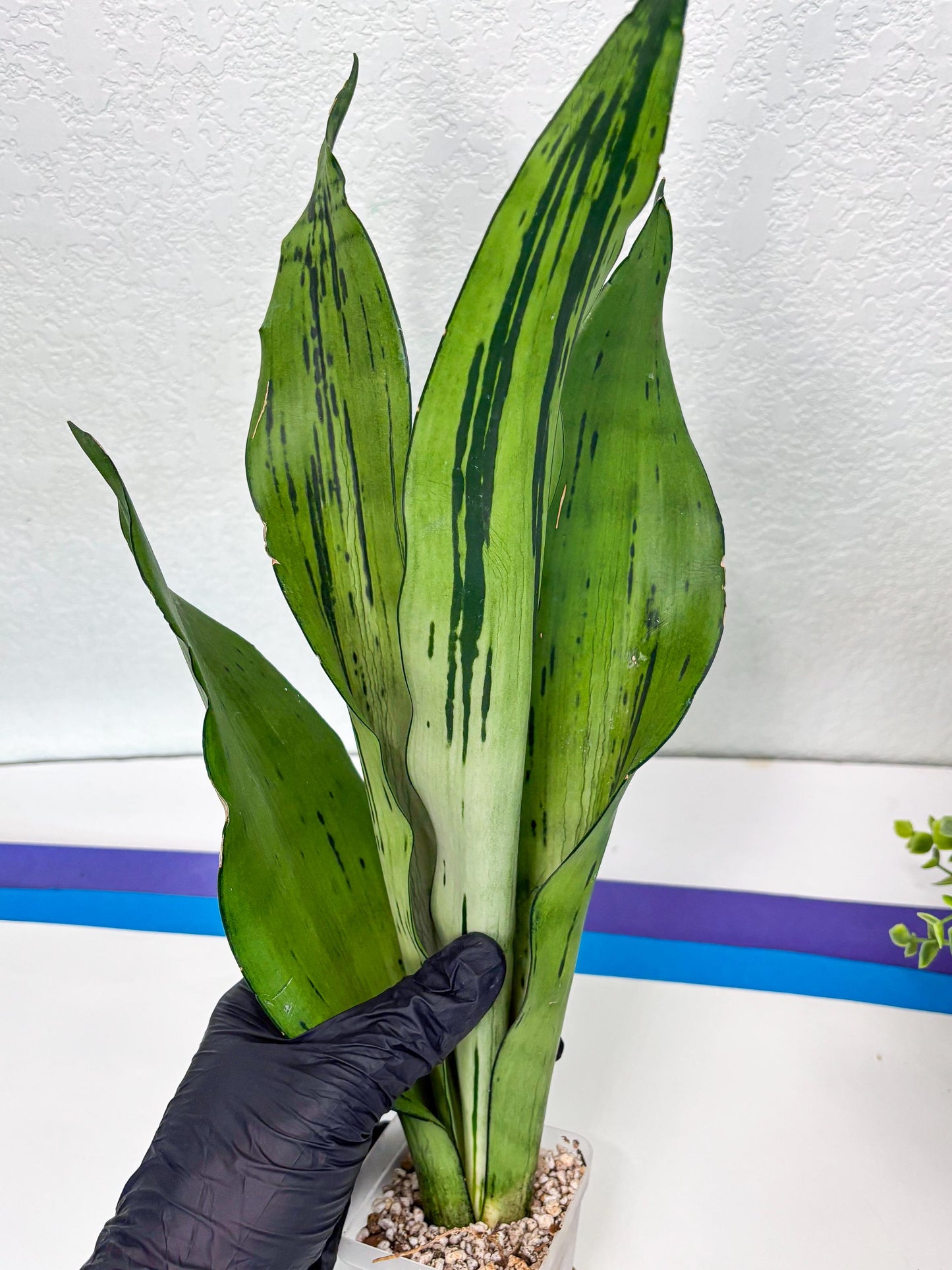 Sansevieria Brazilian Moonshine (y) | Imported Plants