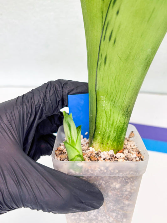 Sansevieria Brazilian Moonshine (B) | Small Damage