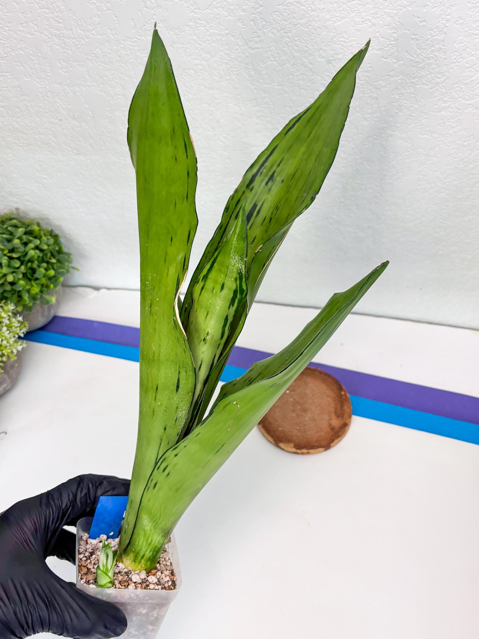 Sansevieria Brazilian Moonshine (B) | Small Damage