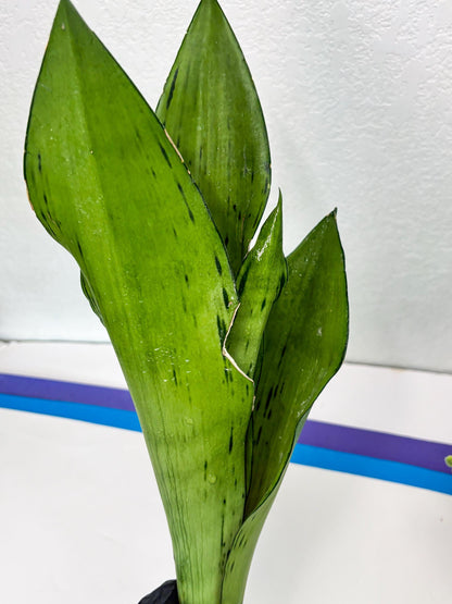 Sansevieria Brazilian Moonshine (B) | Small Damage