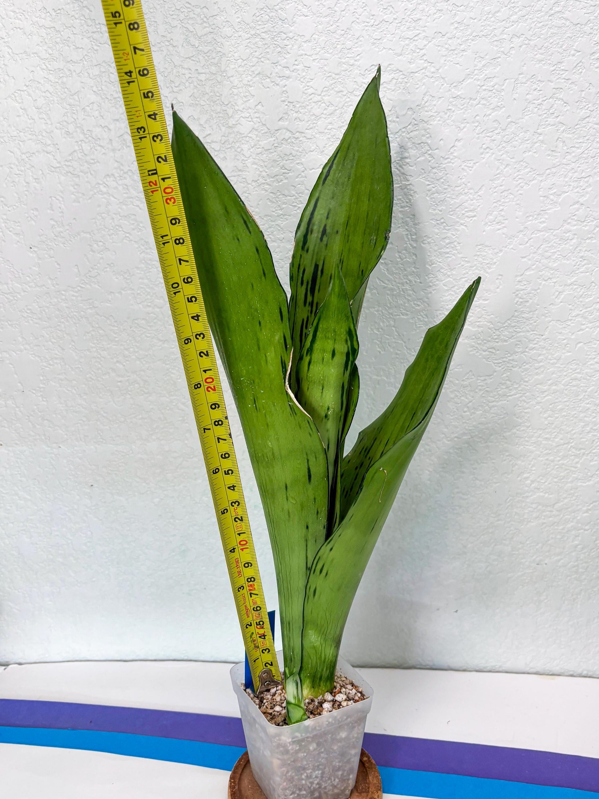 Sansevieria Brazilian Moonshine (B) | Small Damage