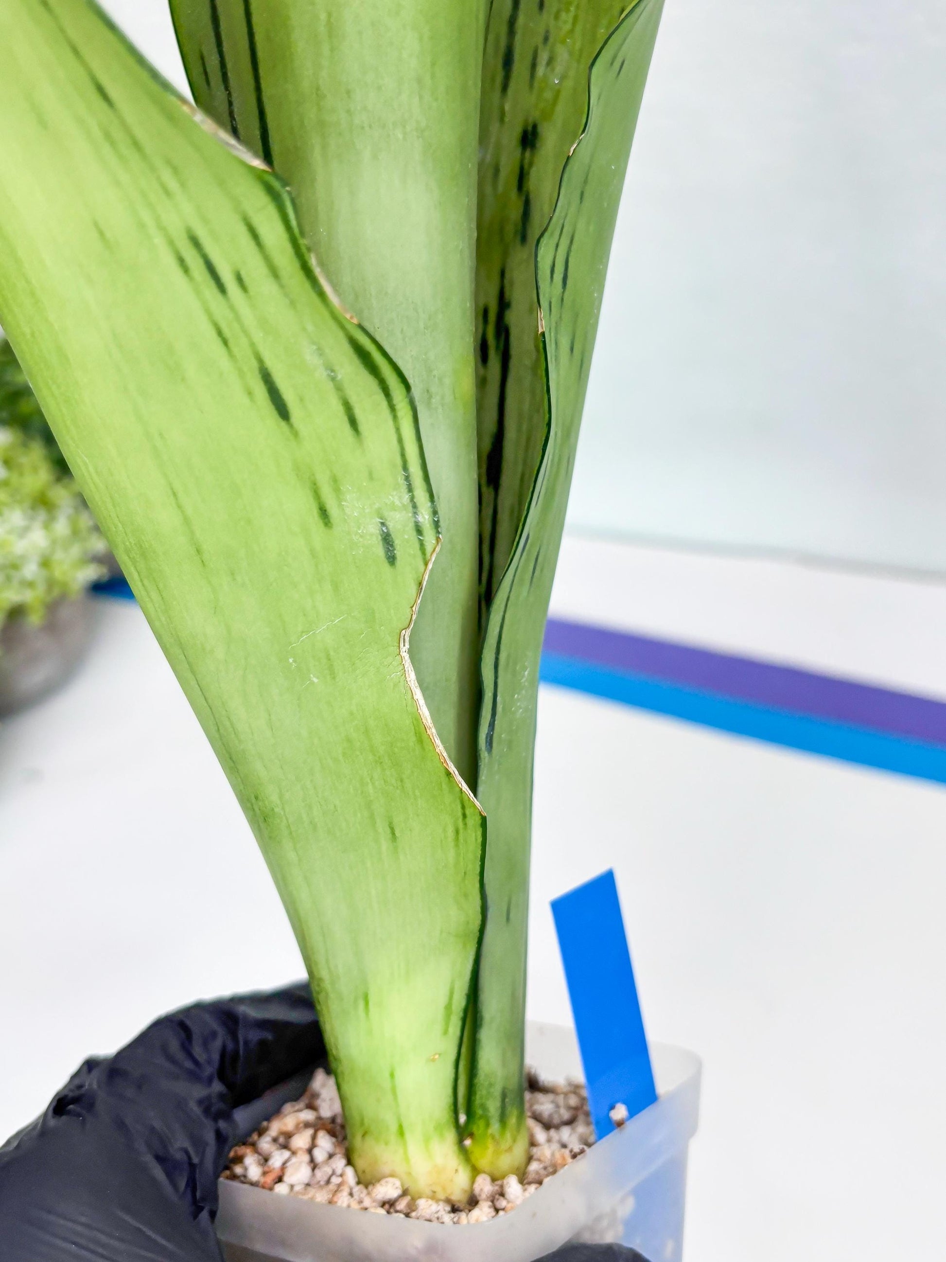Sansevieria Brazilian Moonshine (B) | Small Damage