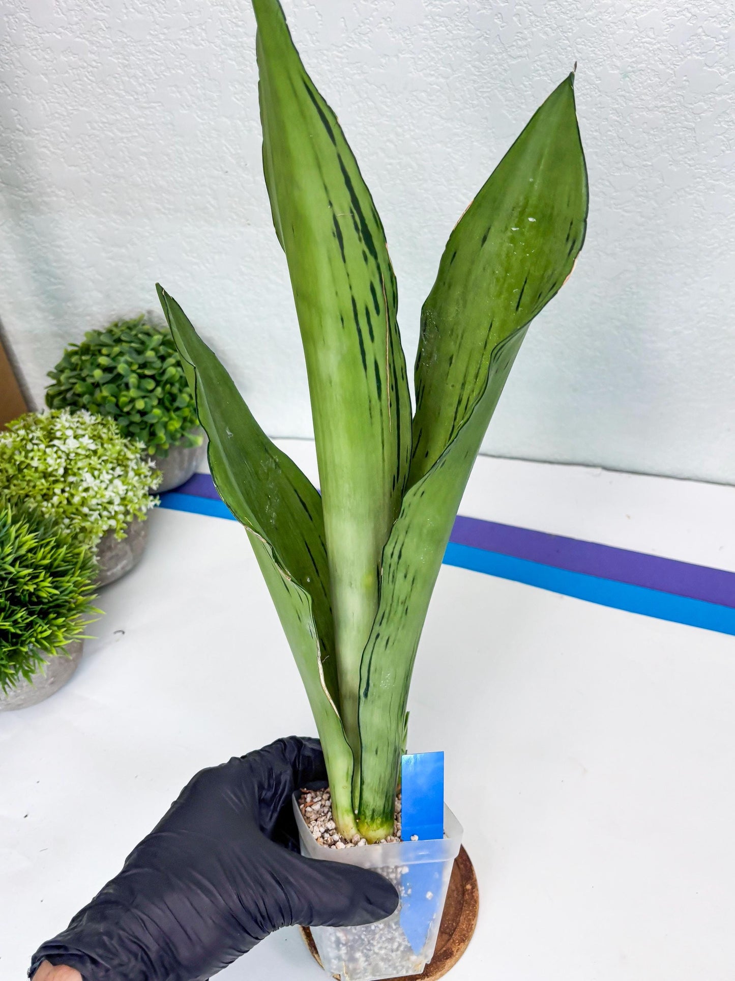 Sansevieria Brazilian Moonshine (B) | Small Damage