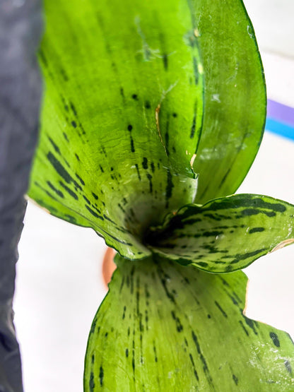 Sansevieria Brazilian Moonshine (B) | Small Damage