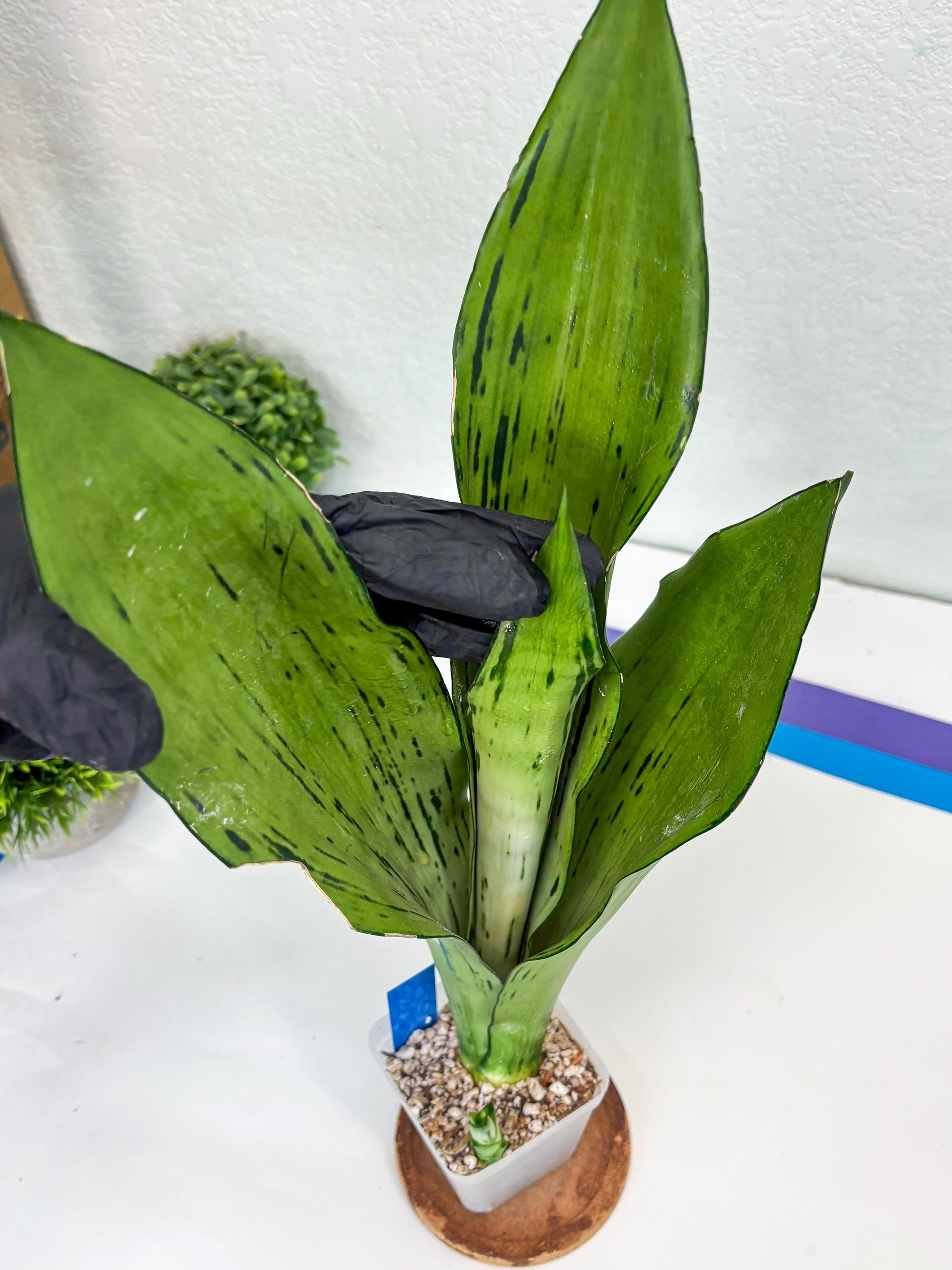 Sansevieria Brazilian Moonshine (B) | Small Damage