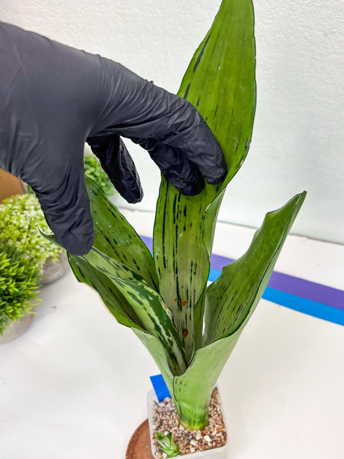 Sansevieria Brazilian Moonshine (B) | Small Damage