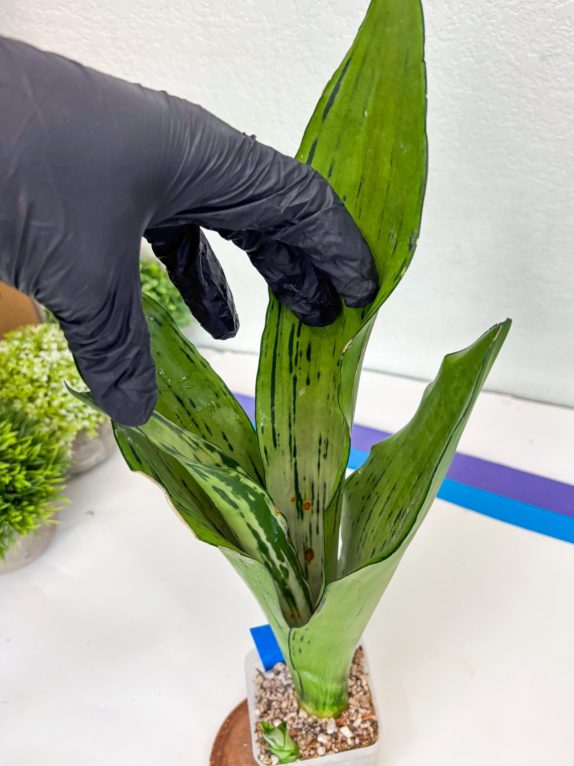 Sansevieria Brazilian Moonshine (B) | Small Damage