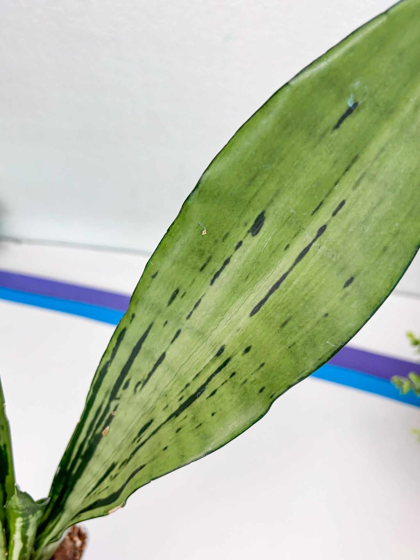 Sansevieria Brazilian Moonshine (G) | Small Damage