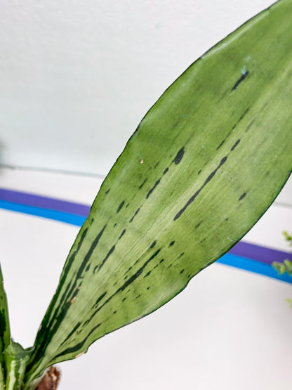 Sansevieria Brazilian Moonshine (G) | Small Damage