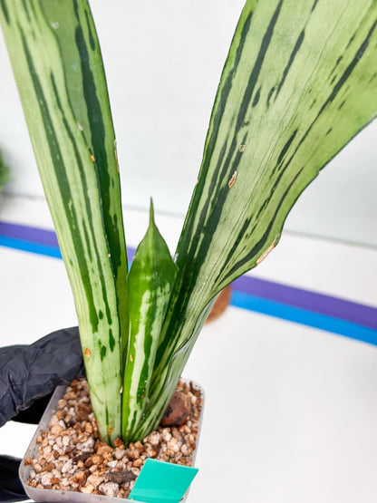 Sansevieria Brazilian Moonshine (G) | Small Damage