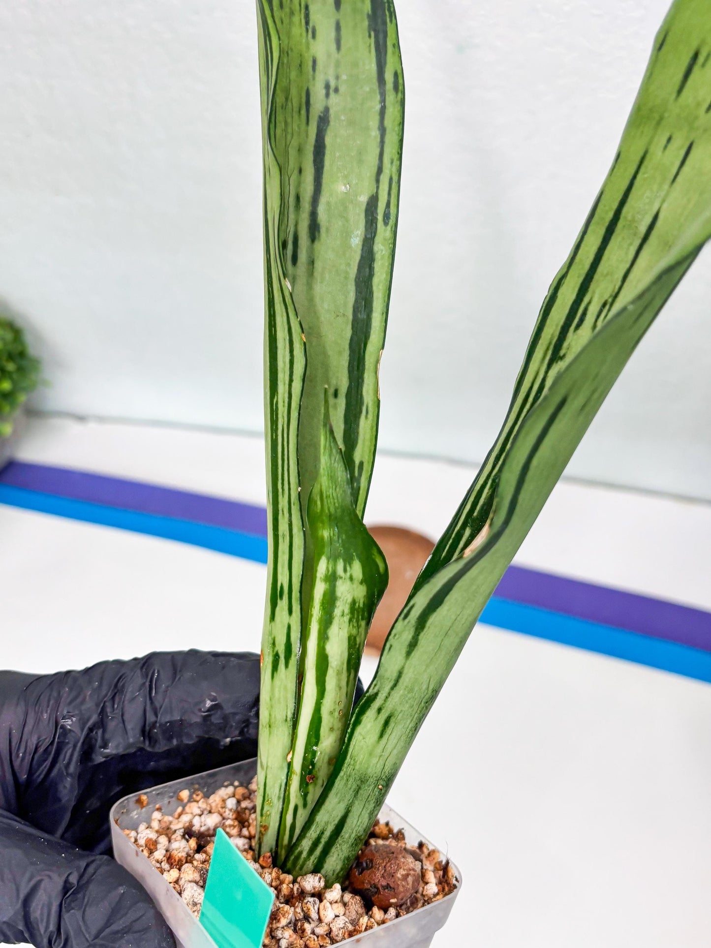 Sansevieria Brazilian Moonshine (G) | Small Damage