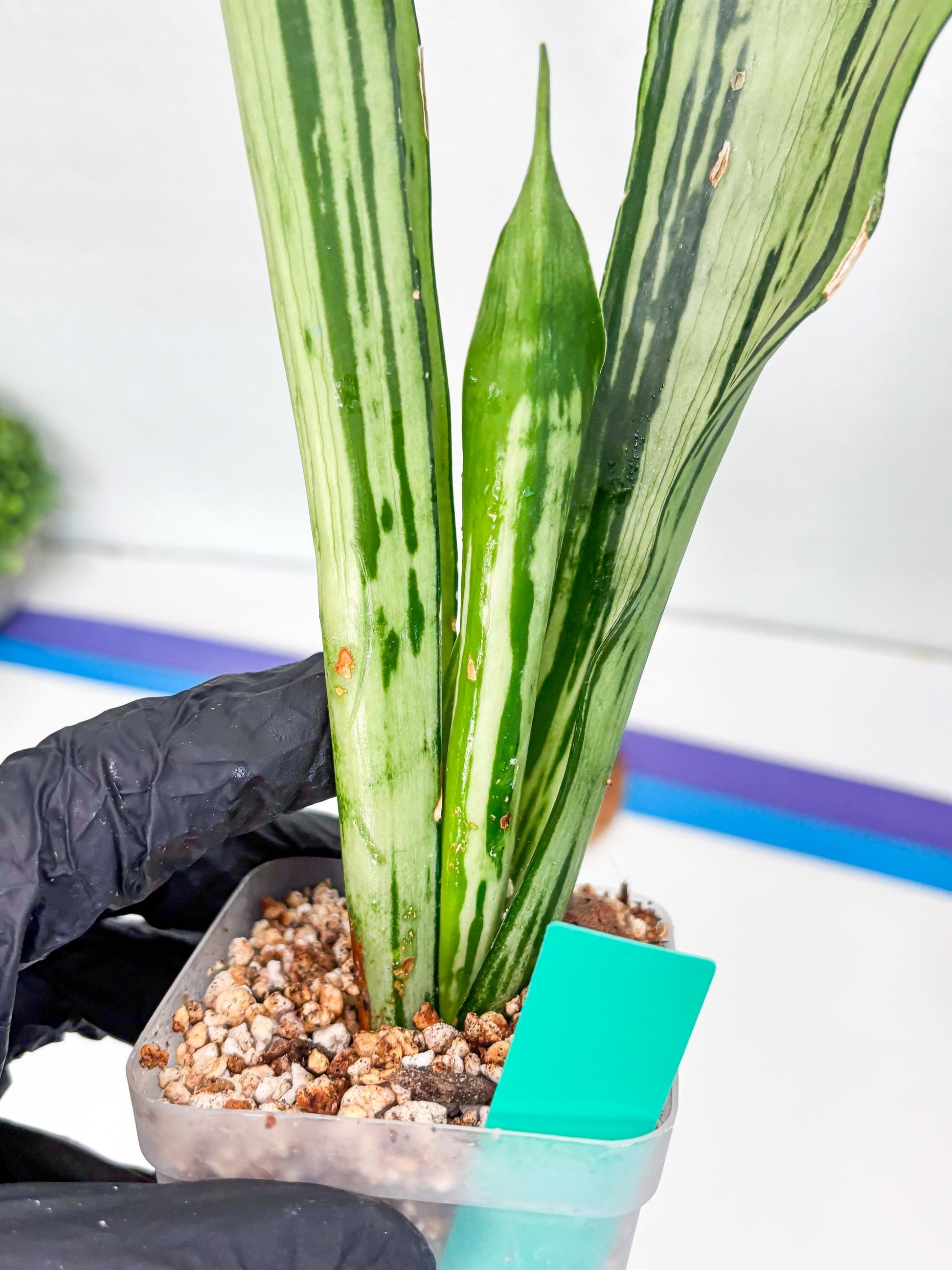 Sansevieria Brazilian Moonshine (G) | Small Damage