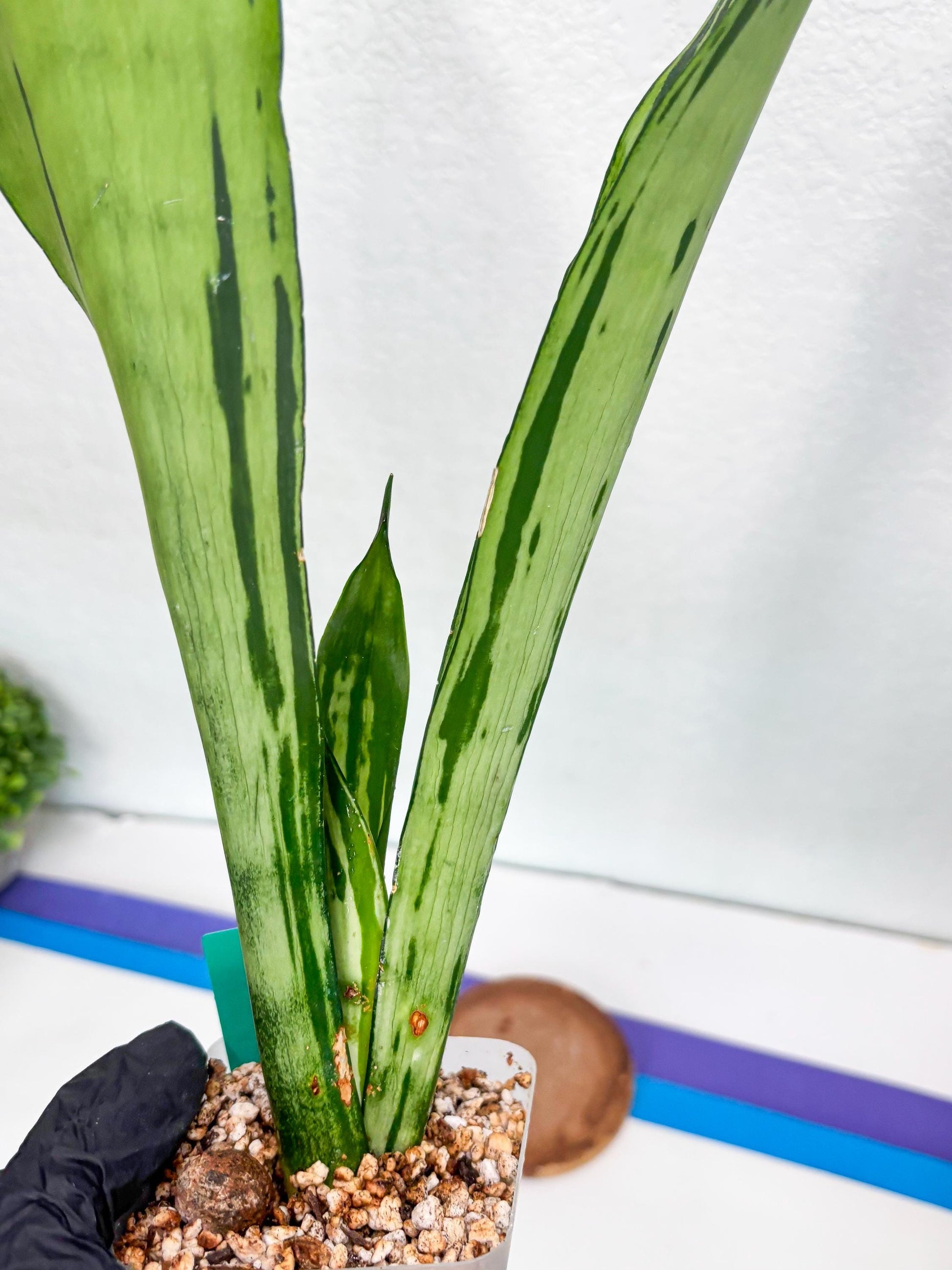 Sansevieria Brazilian Moonshine (G) | Small Damage