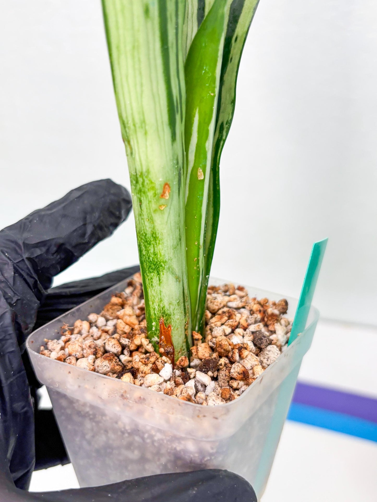 Sansevieria Brazilian Moonshine (G) | Small Damage