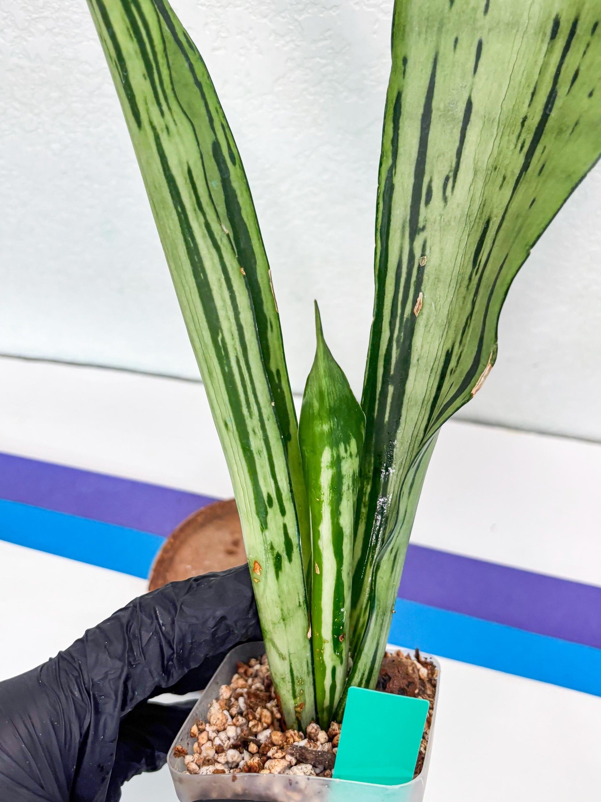 Sansevieria Brazilian Moonshine (G) | Small Damage