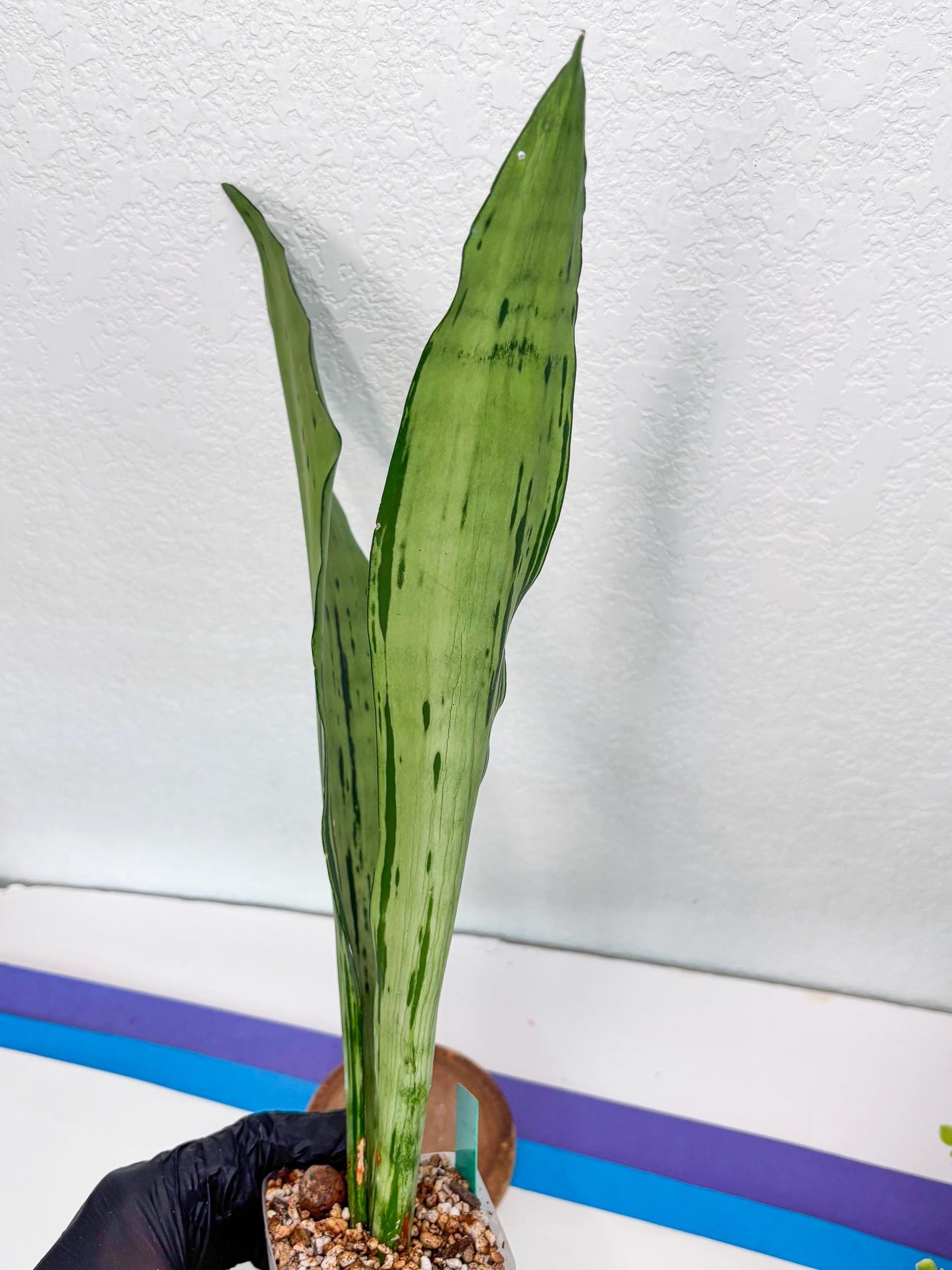 Sansevieria Brazilian Moonshine (G) | Small Damage