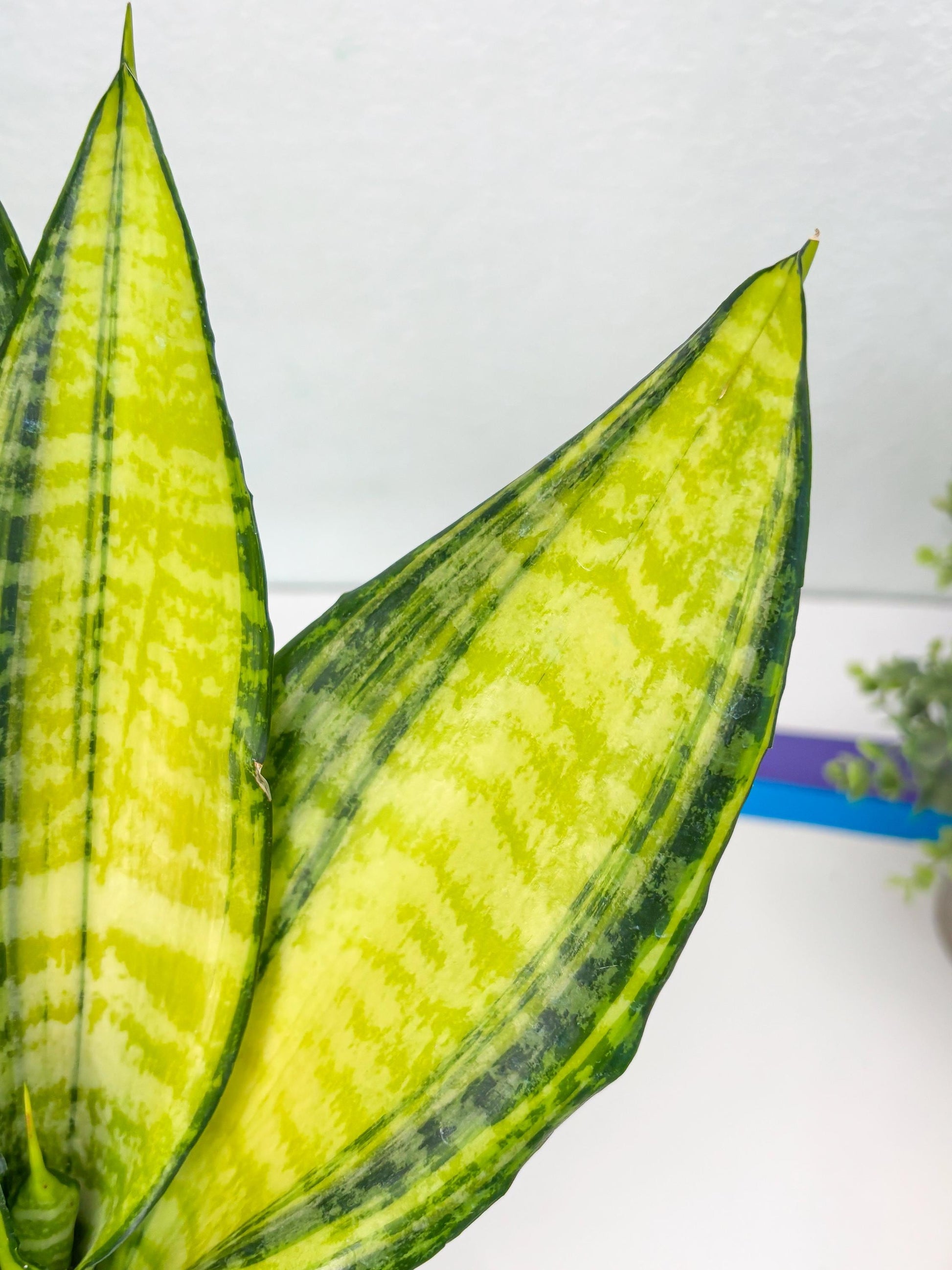 Sansevieria Futra Americano (Pink) | Imported