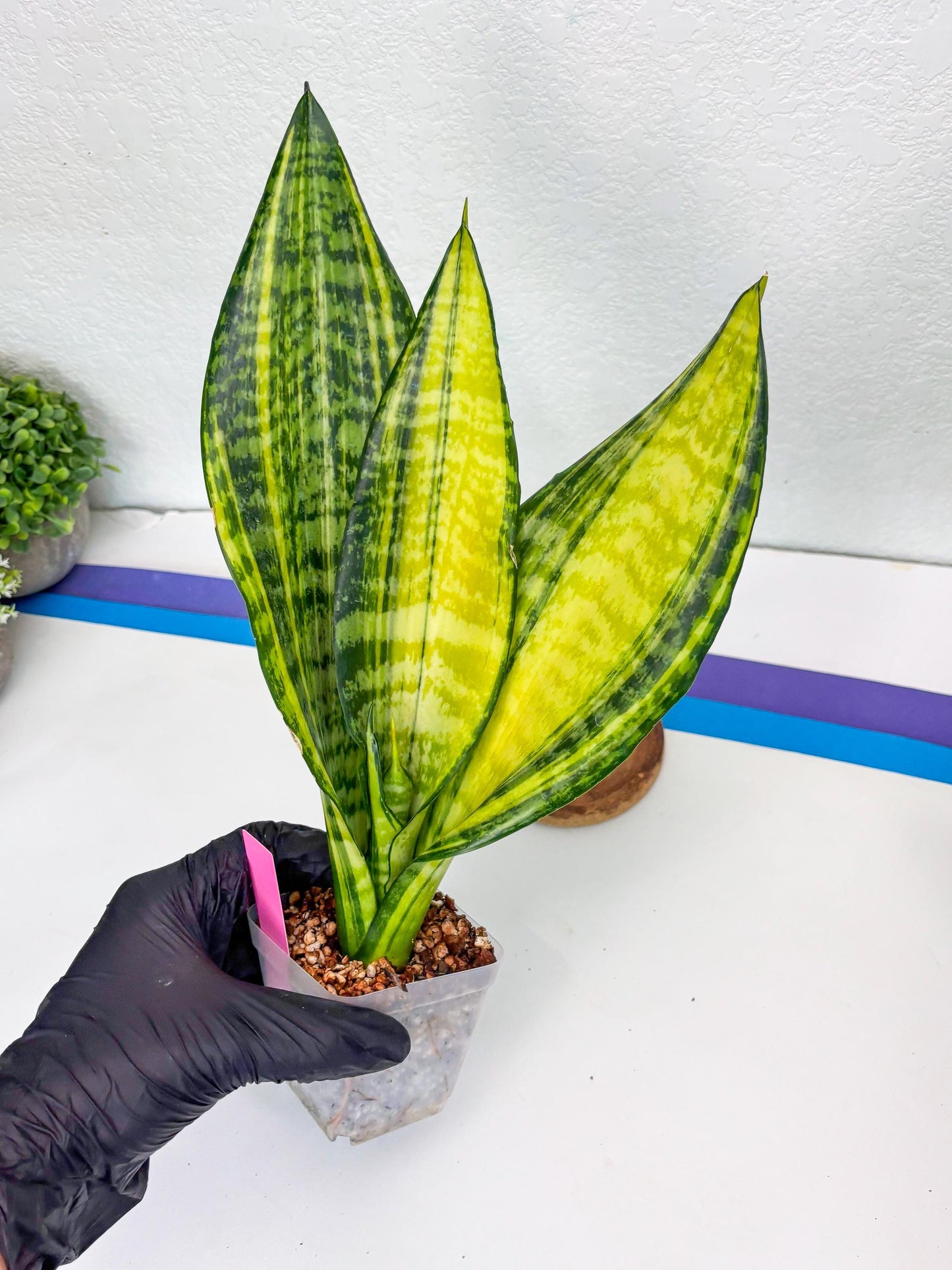 Sansevieria Futra Americano (Pink) | Imported