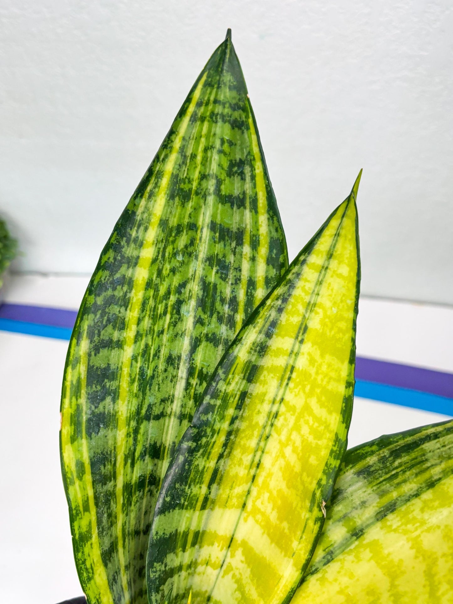 Sansevieria Futra Americano (Pink) | Imported