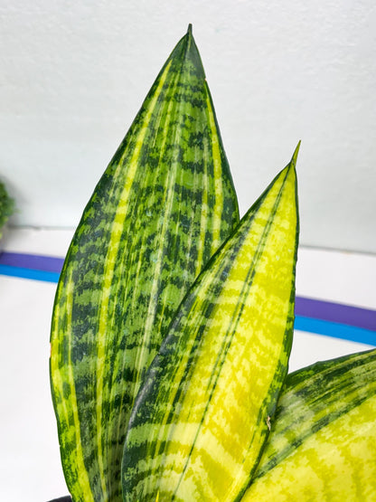 Sansevieria Futra Americano (Pink) | Imported