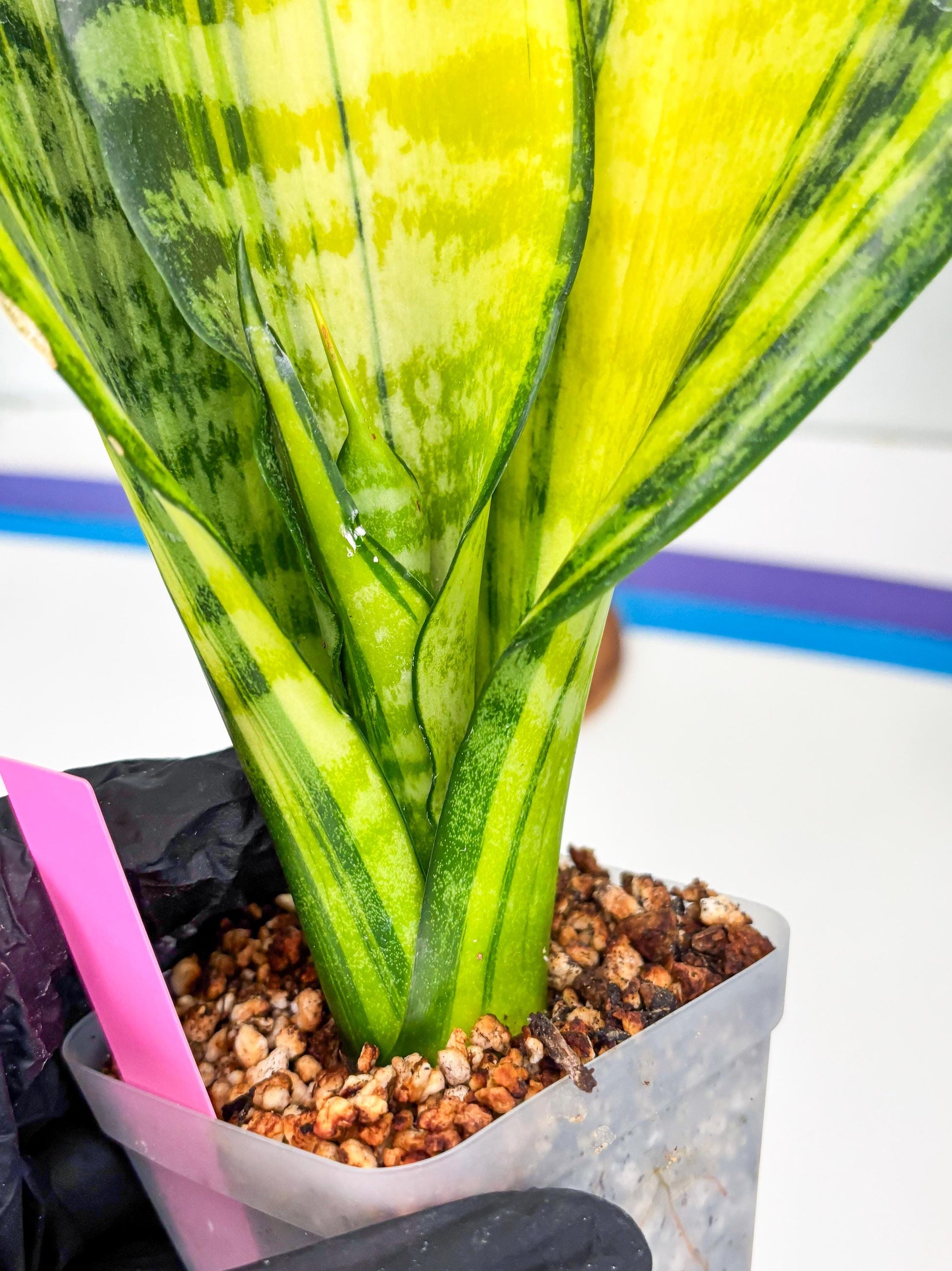 Sansevieria Futra Americano (Pink) | Imported