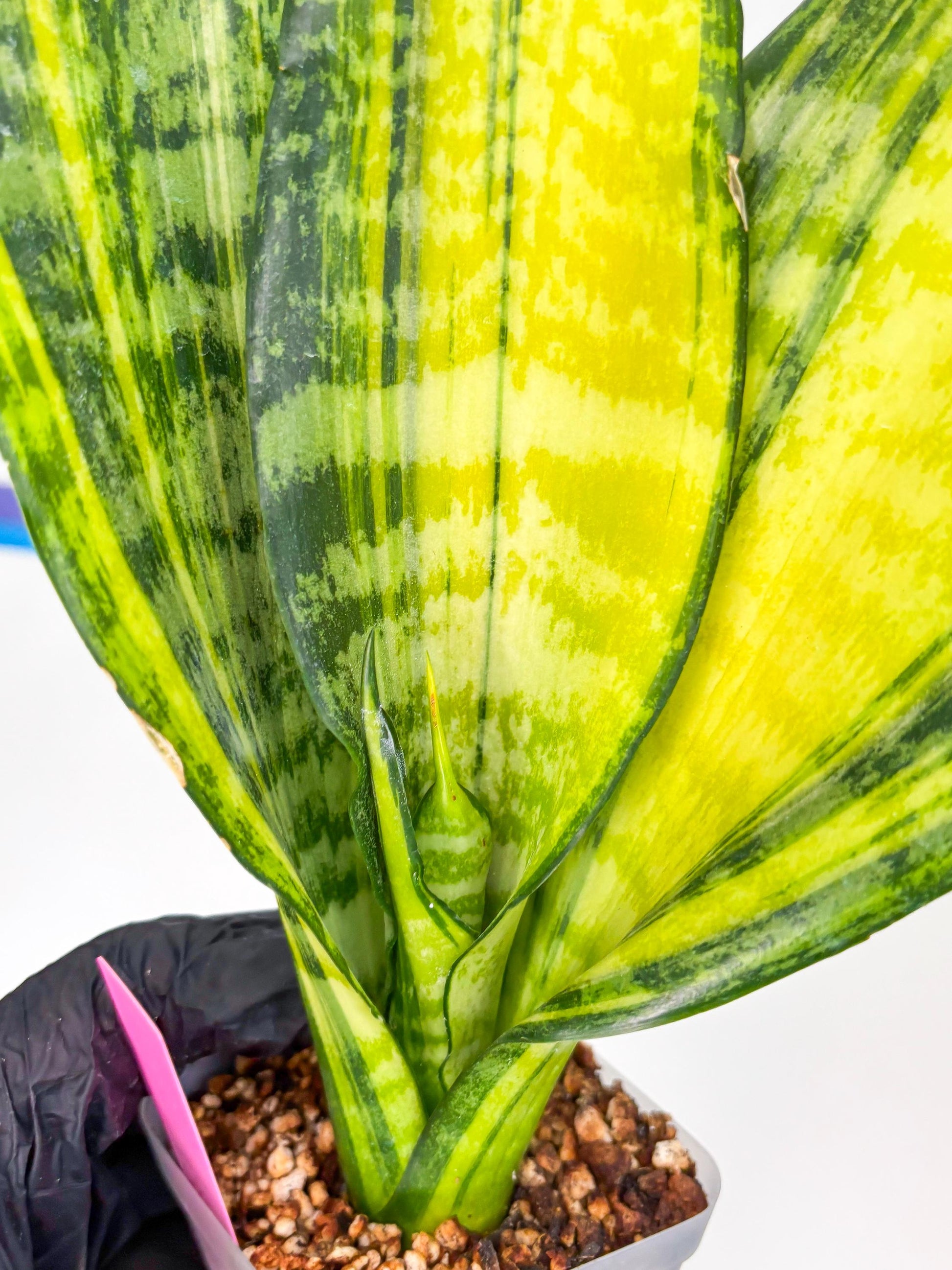 Sansevieria Futra Americano (Pink) | Imported