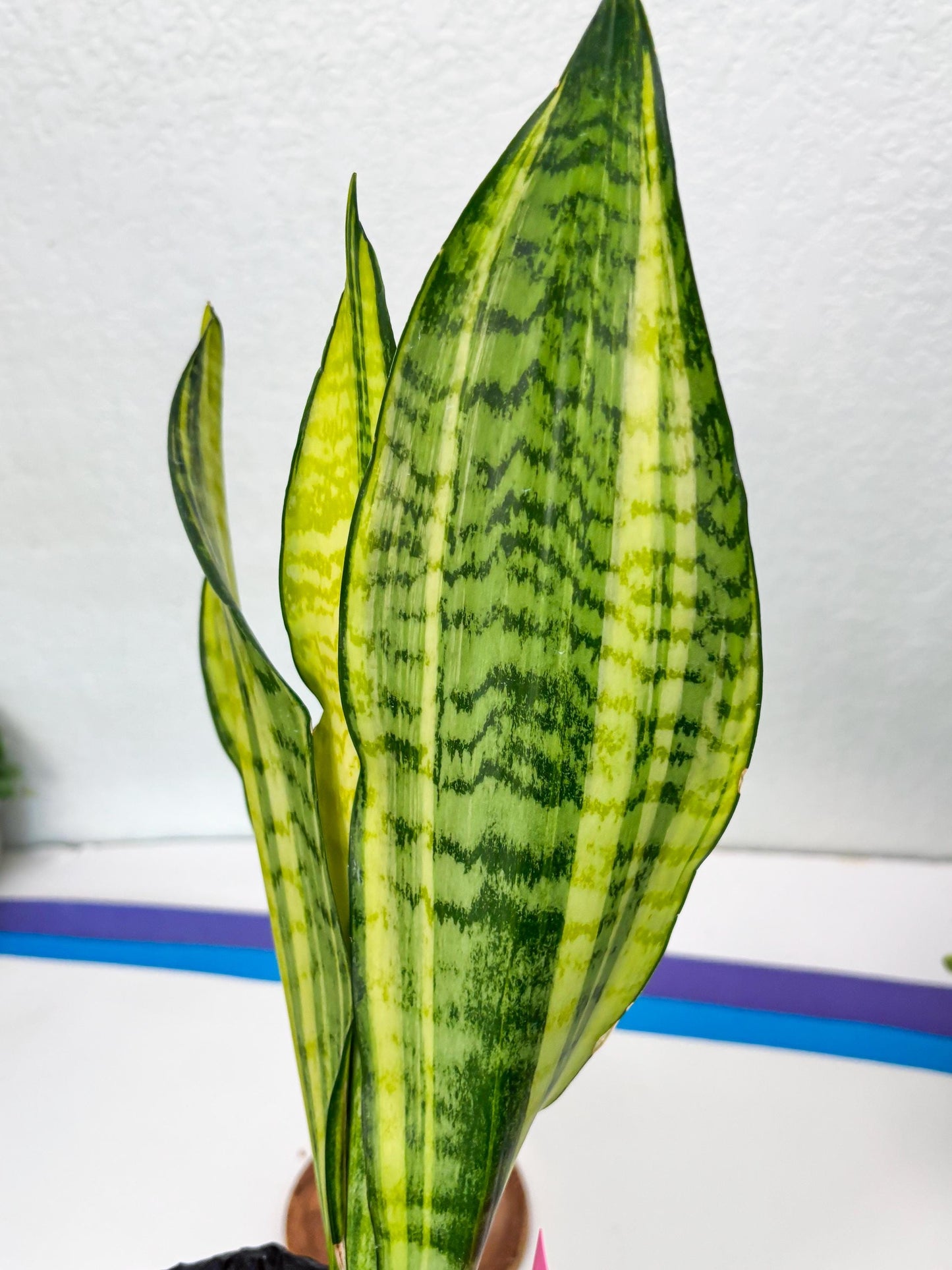 Sansevieria Futra Americano (Pink) | Imported