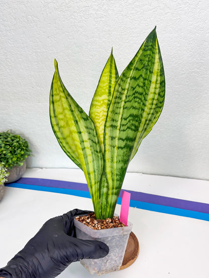 Sansevieria Futra Americano (Pink) | Imported