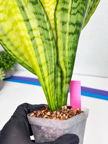 Sansevieria Futra Americano (Pink) | Imported