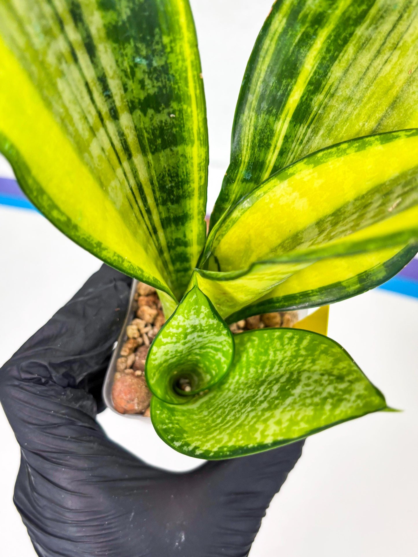 Sansevieria Futra Americano (Y) | Imported