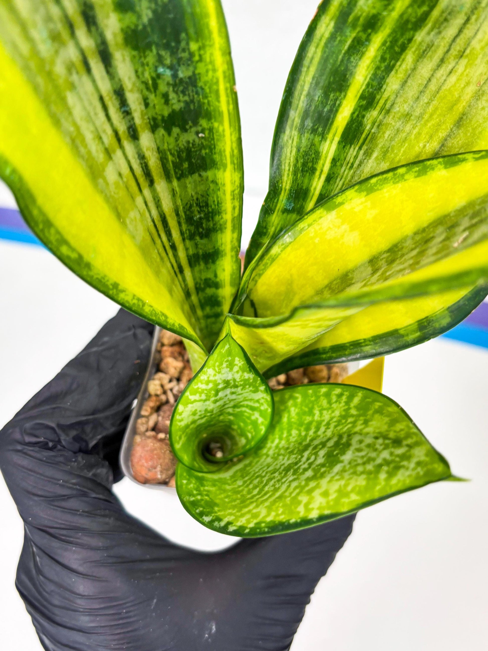 Sansevieria Futra Americano (Y) | Imported