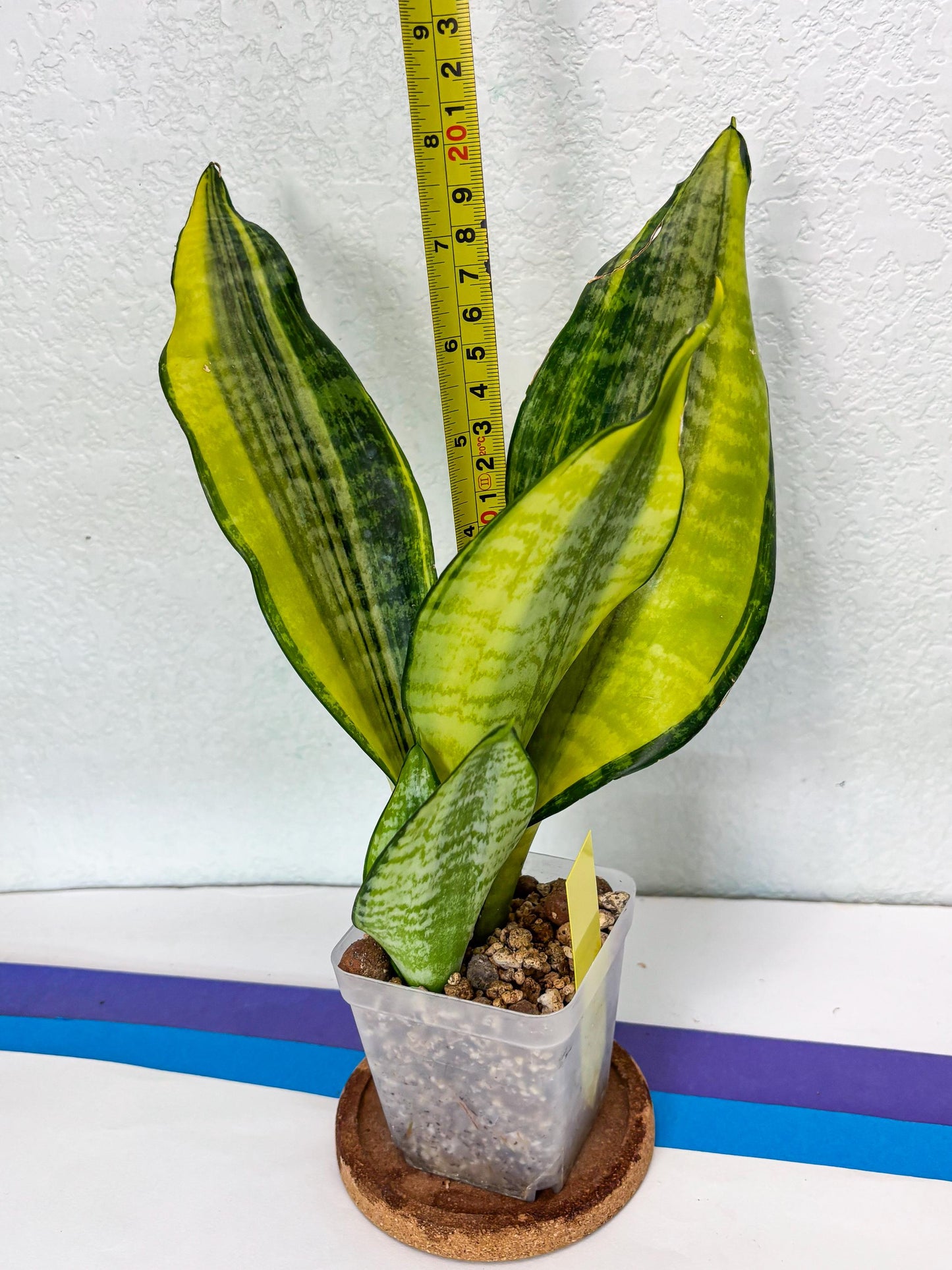 Sansevieria Futra Americano (Y) | Imported