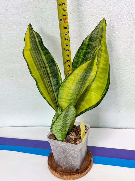 Sansevieria Futra Americano (Y) | Imported