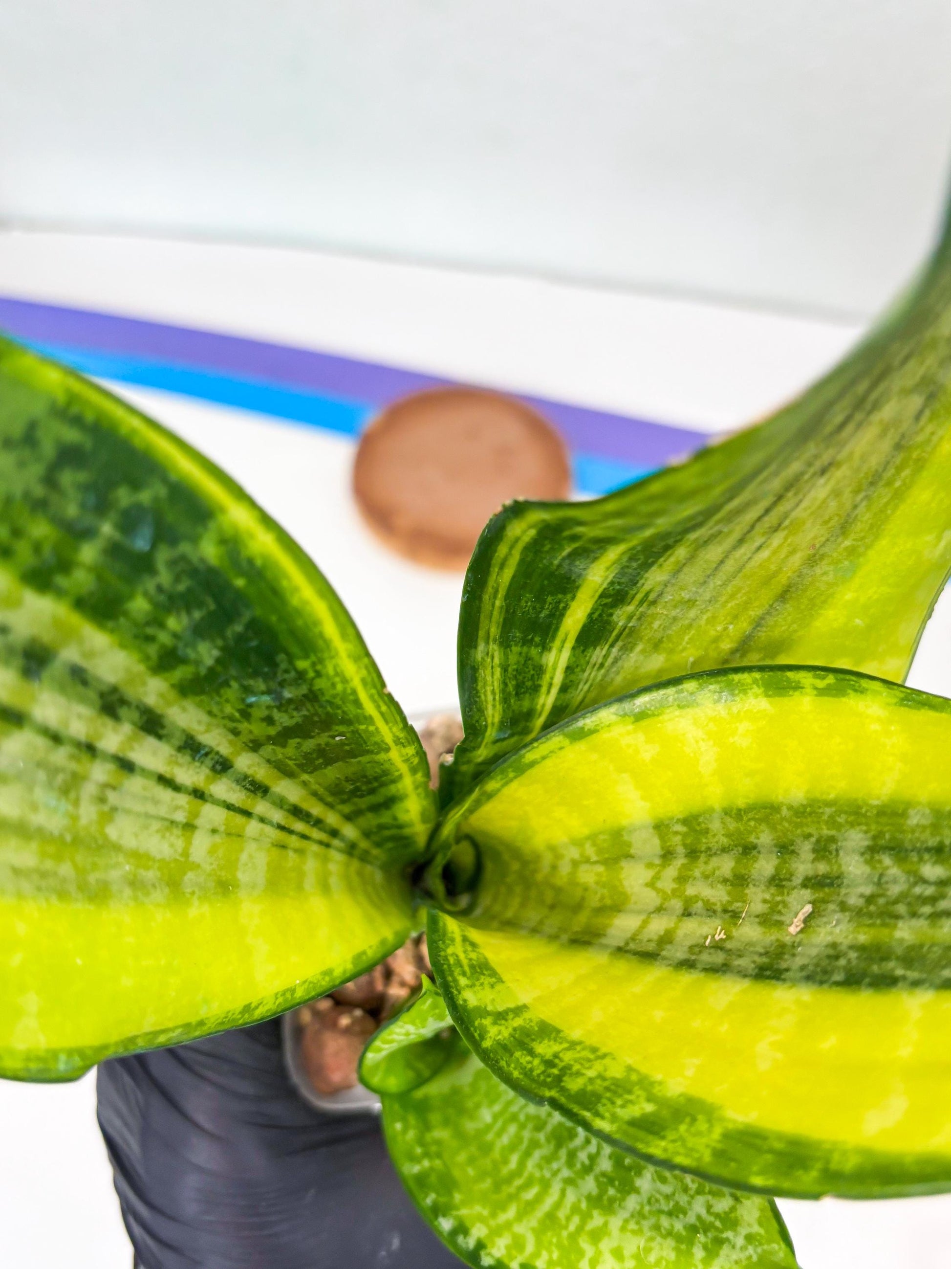 Sansevieria Futra Americano (Y) | Imported