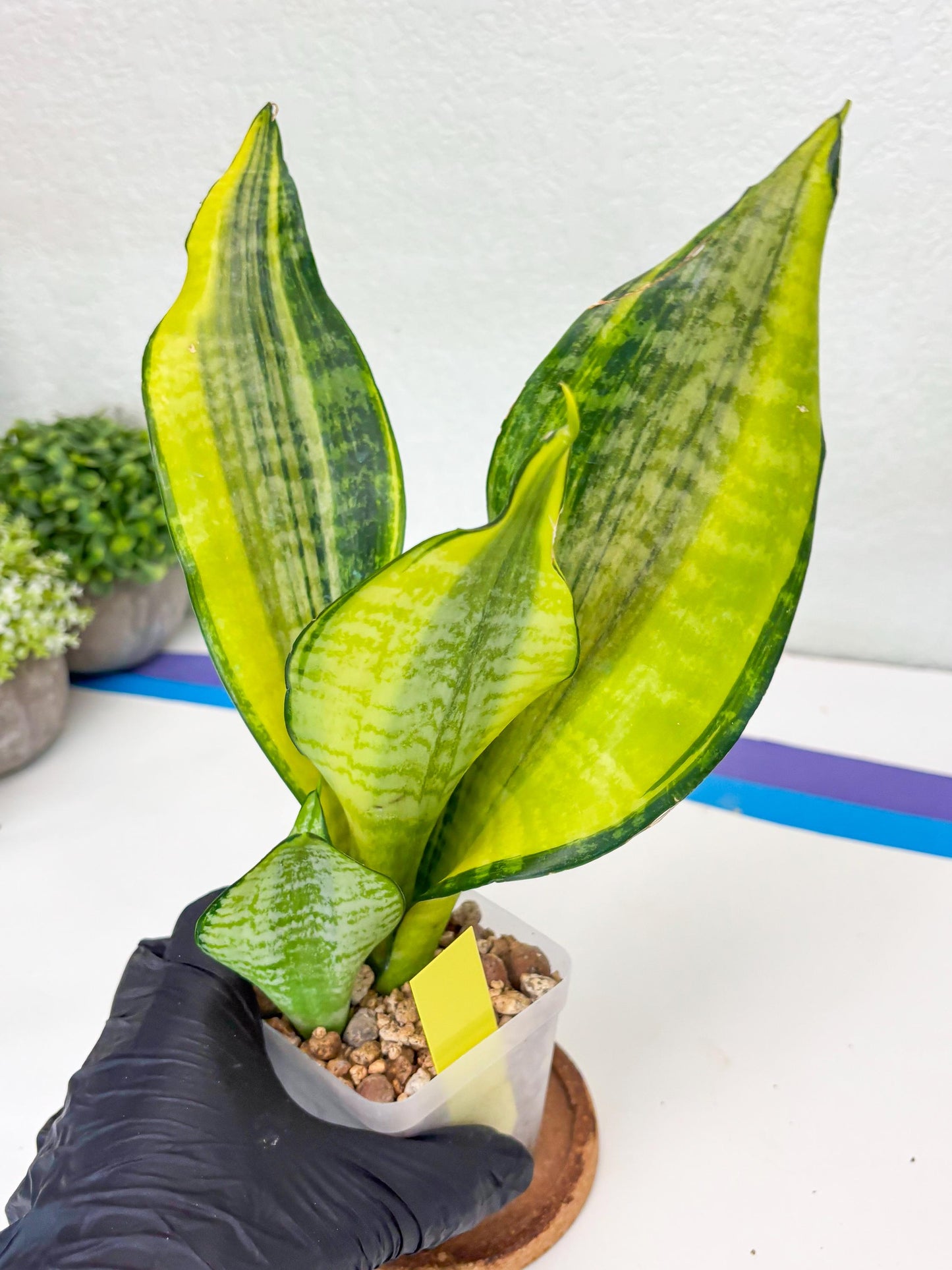 Sansevieria Futra Americano (Y) | Imported