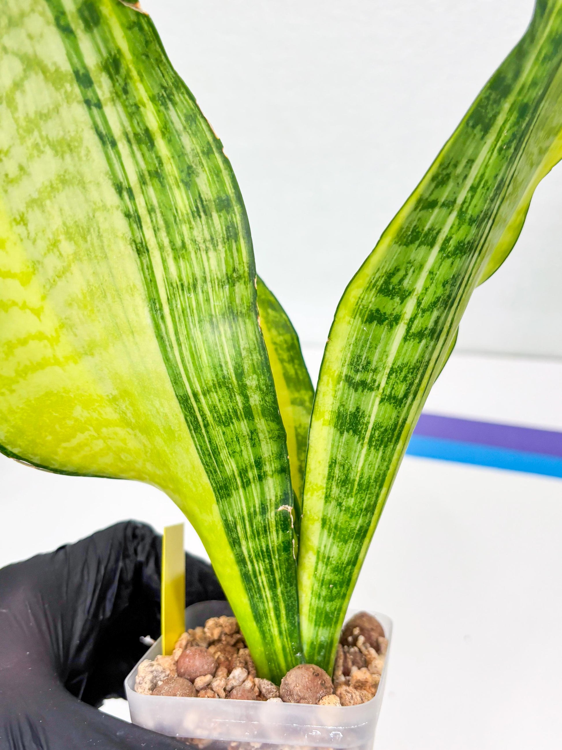 Sansevieria Futra Americano (Y) | Imported