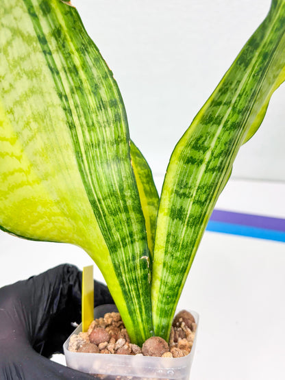 Sansevieria Futra Americano (Y) | Imported
