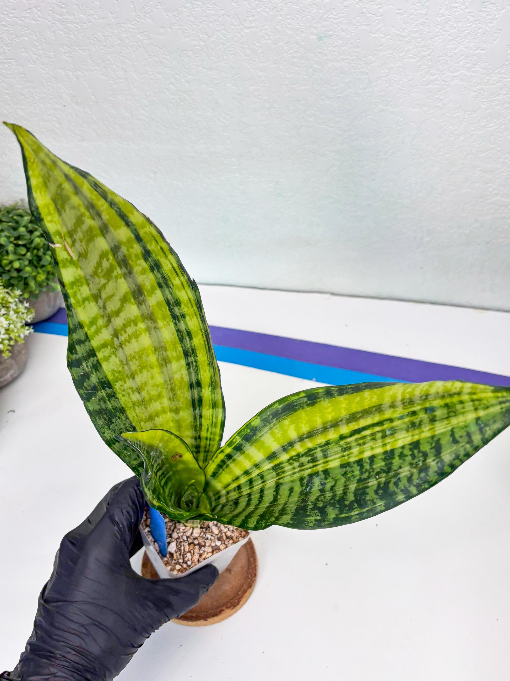 Sansevieria Futra Americano (B) | Imported