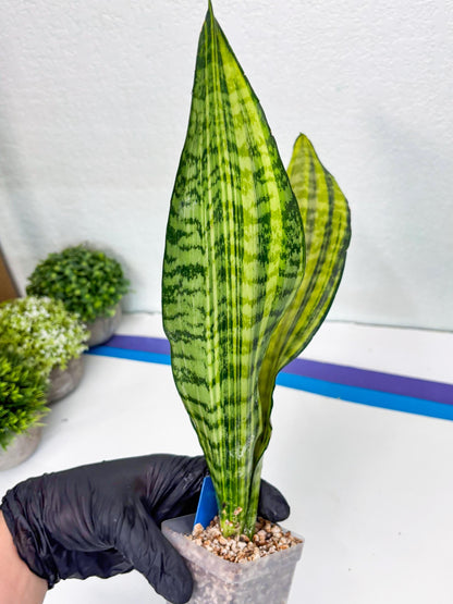 Sansevieria Futra Americano (B) | Imported