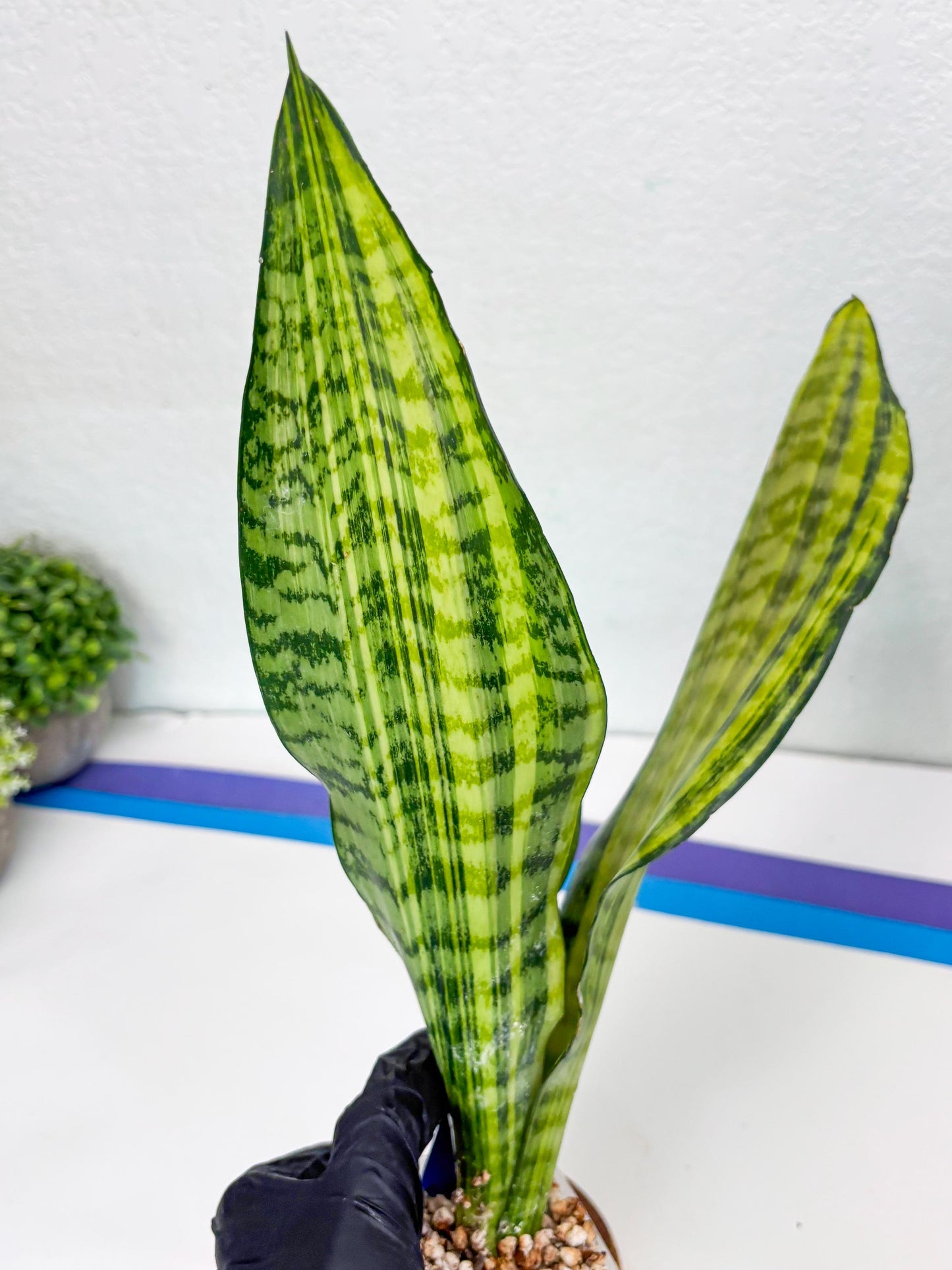 Sansevieria Futra Americano (B) | Imported