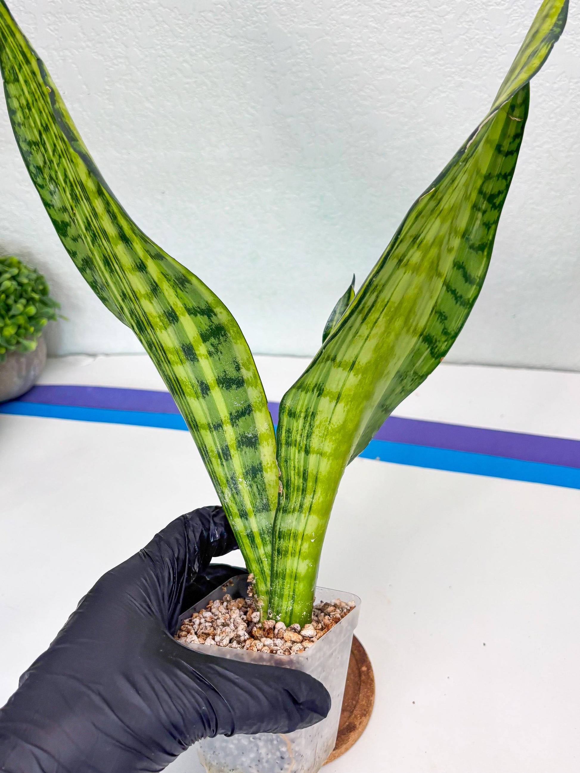 Sansevieria Futra Americano (B) | Imported