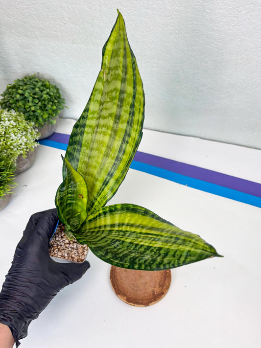 Sansevieria Futra Americano (B) | Imported