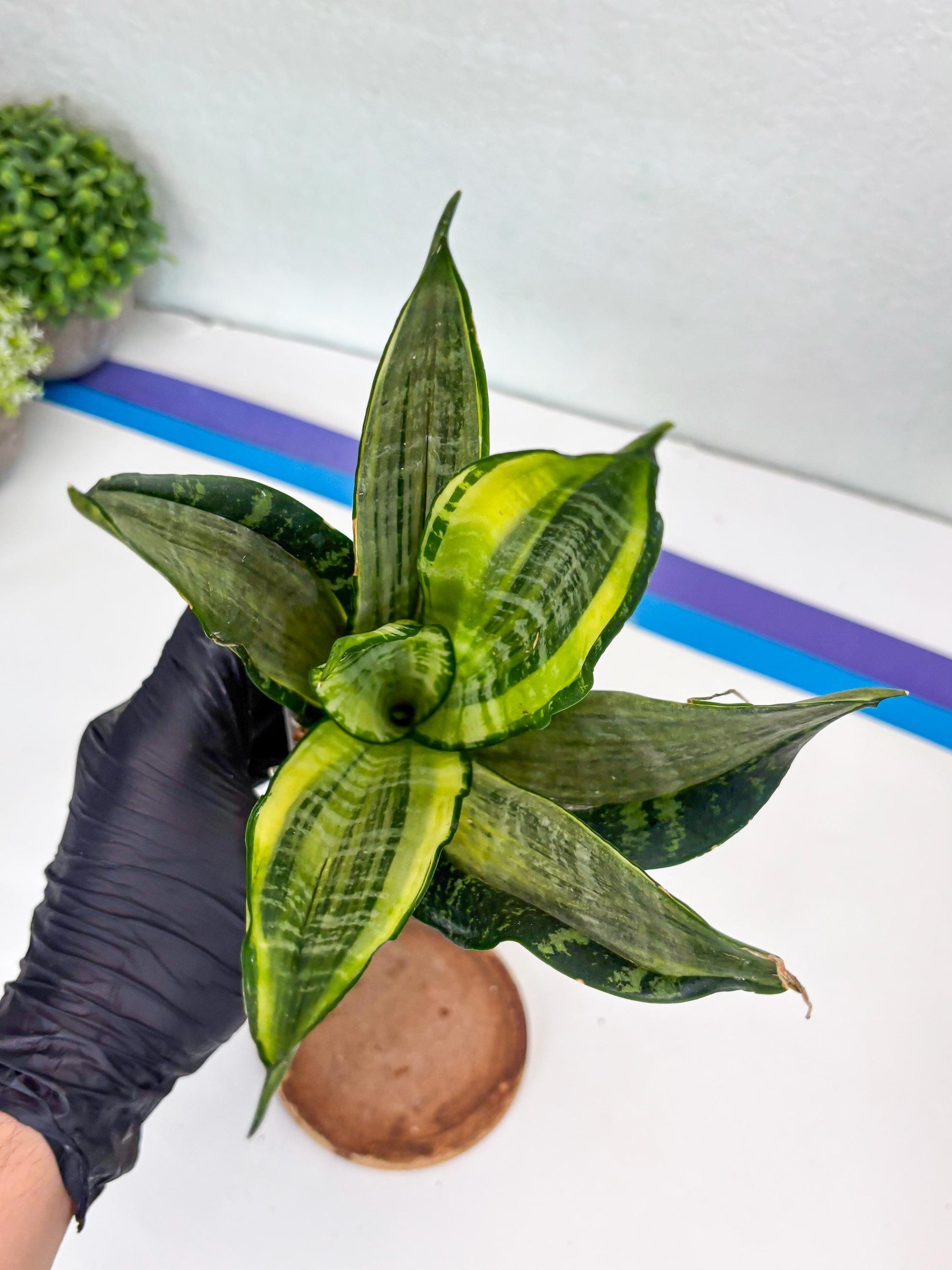 Sansevieria Trifasciata Morgenstern | Discover a One-of-a-Kind Plant!