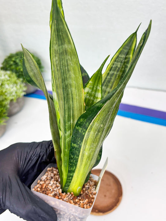 Sansevieria Trifasciata Morgenstern | Discover a One-of-a-Kind Plant!