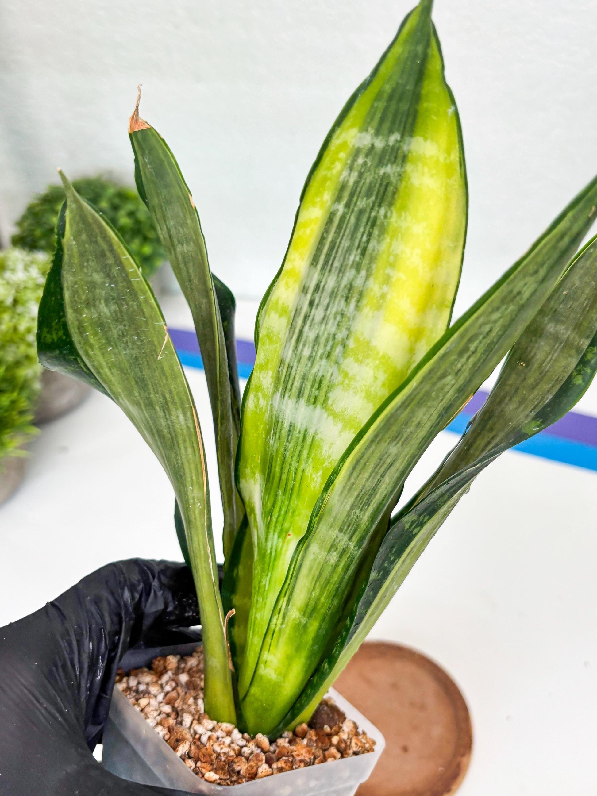 Sansevieria Trifasciata Morgenstern | Discover a One-of-a-Kind Plant!
