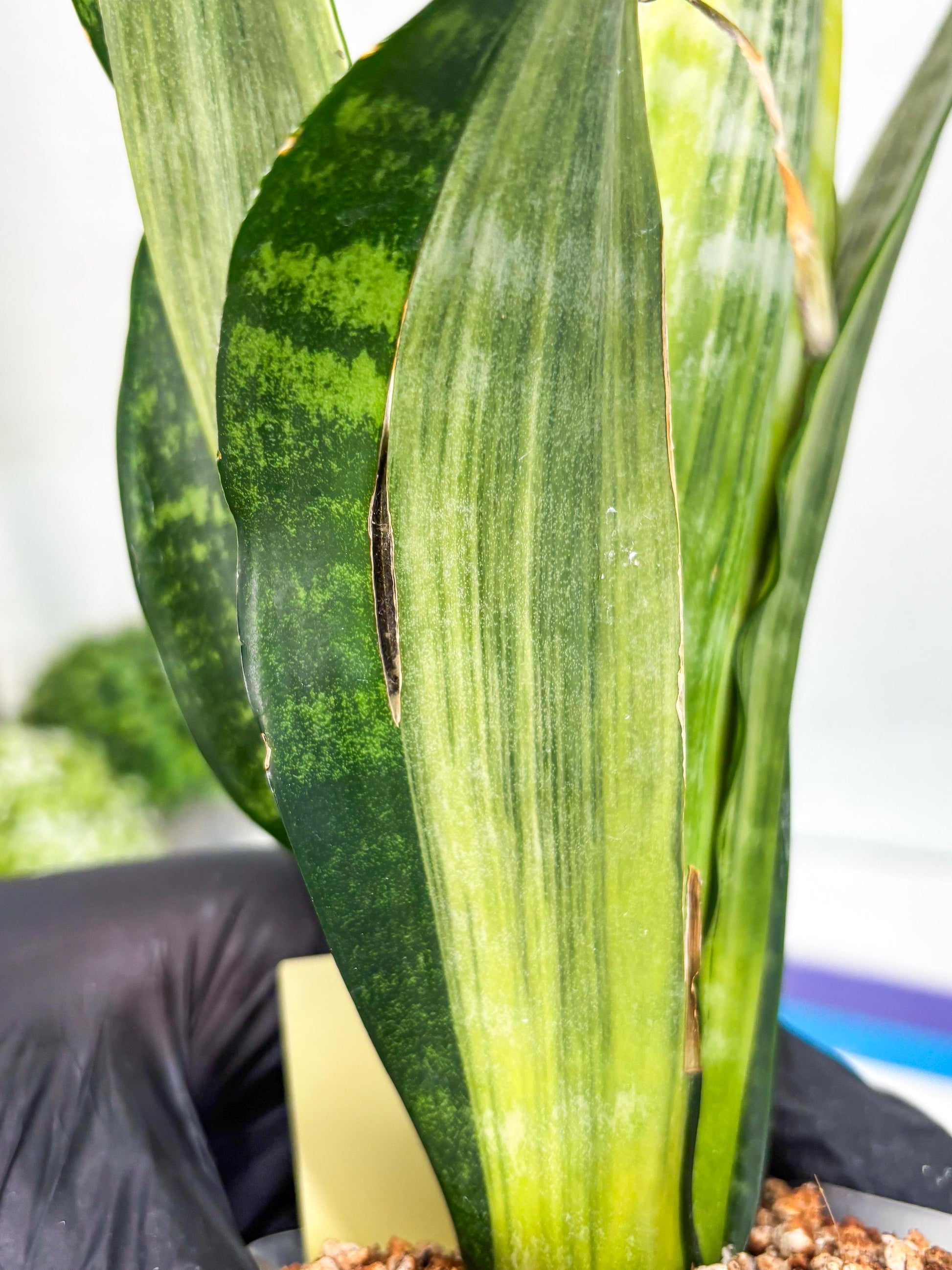 Sansevieria Trifasciata Morgenstern | Discover a One-of-a-Kind Plant!